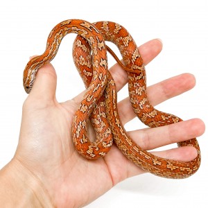 Pantherophis guttatus...