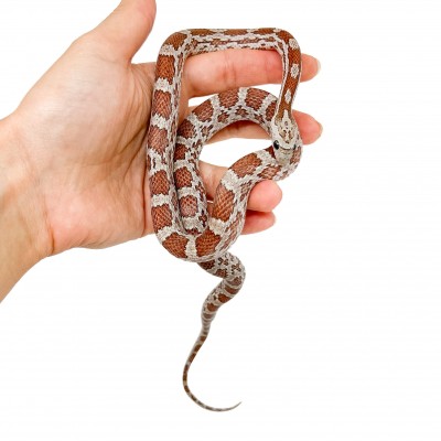 Pantherophis guttatus "Hypo" - Né en 2025 - Serpent des blés