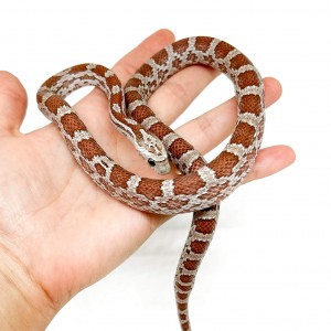 Pantherophis guttatus...