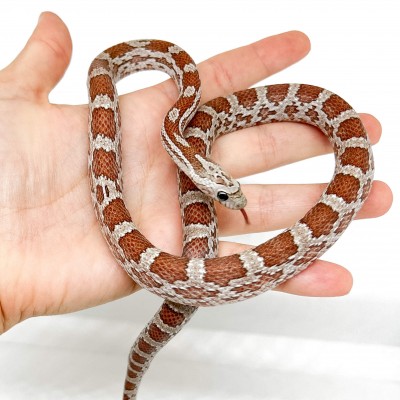 Pantherophis guttatus "Hypo" - Né en 2025 - Serpent des blés