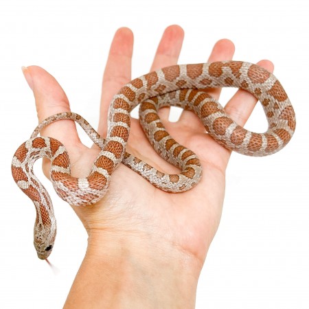 Pantherophis guttatus "Hypo Cinder" - Serpent des blés
