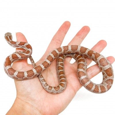 Pantherophis guttatus "Hypo Cinder" - Serpent des blés