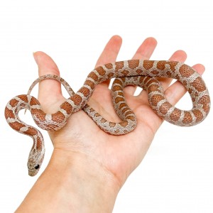 Pantherophis guttatus "Hypo...