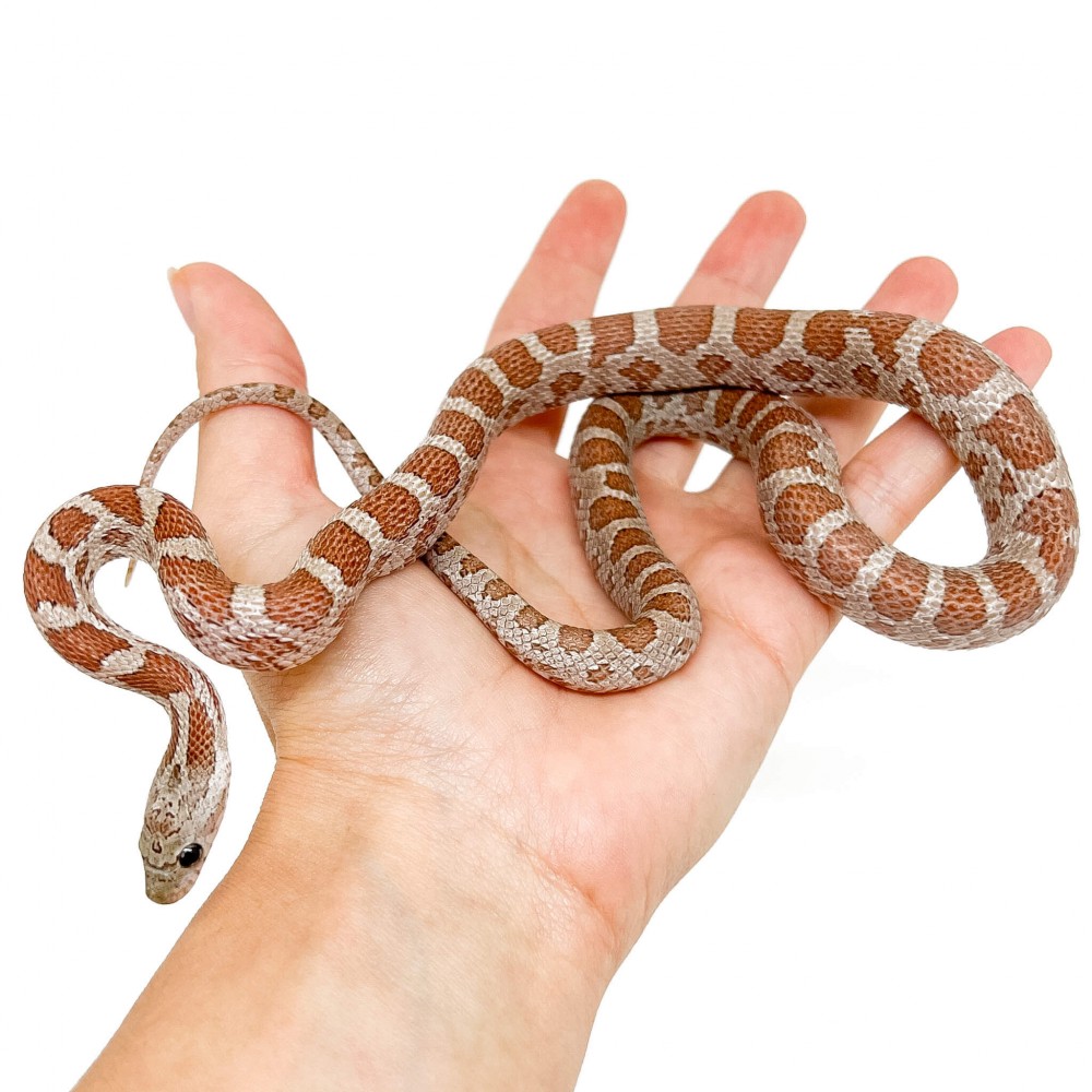 Pantherophis guttatus "Hypo Cinder" - Serpent des blés