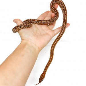 Pantherophis guttatus...