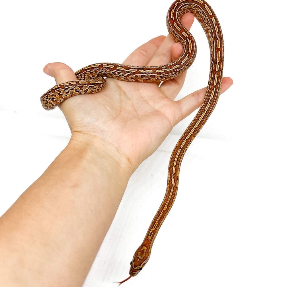Pantherophis guttatus "Tessera" - Née en 2025 - Serpent des blés
