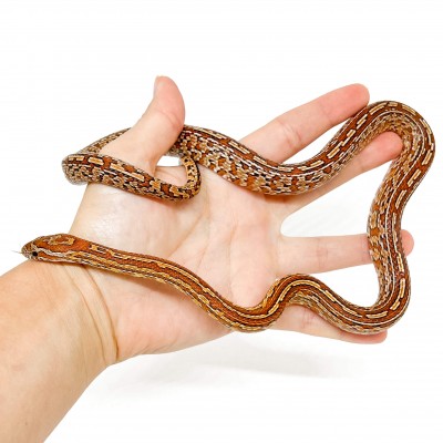 Pantherophis guttatus "Tessera" - Née en 2025 - Serpent des blés