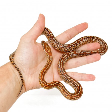 Pantherophis guttatus "Tessera" - Née en 2025 - Serpent des blés