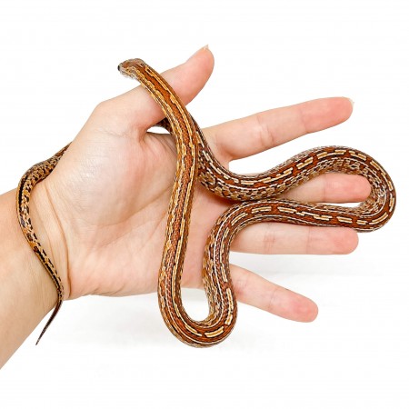 Pantherophis guttatus "Tessera" - Née en 2025 - Serpent des blés