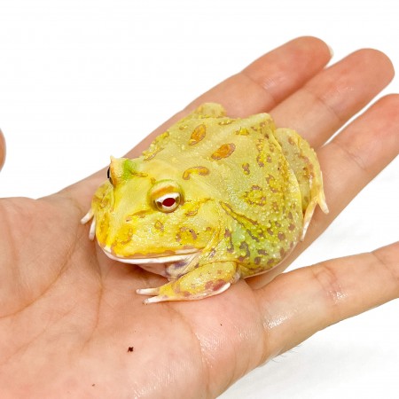 Ceratophrys cranwelli "Super Pikachu" - Grenouille Pacman