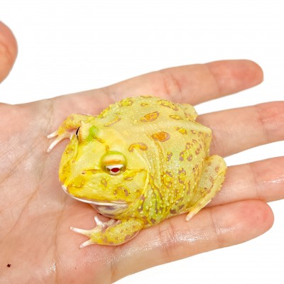 Ceratophrys cranwelli "Super Pikachu" - Grenouille Pacman