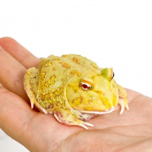Ceratophrys cranwelli...