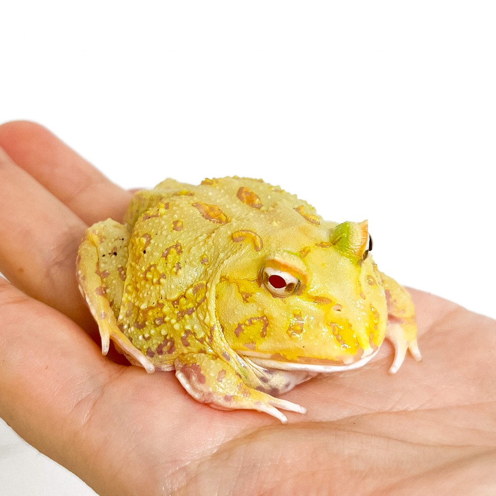 Ceratophrys cranwelli "Super Pikachu" - Grenouille Pacman