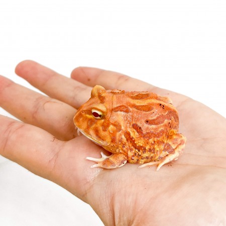 Ceratophrys cranwelli "Apricot" - Grenouille Pacman