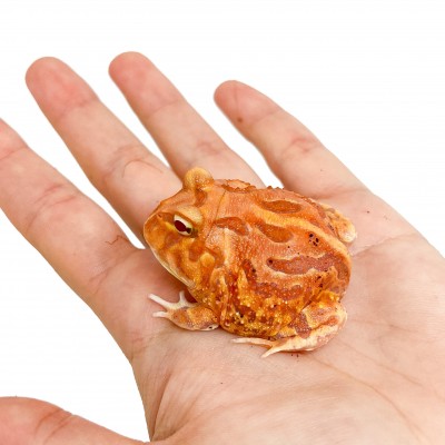 Ceratophrys cranwelli "Apricot" - Grenouille Pacman