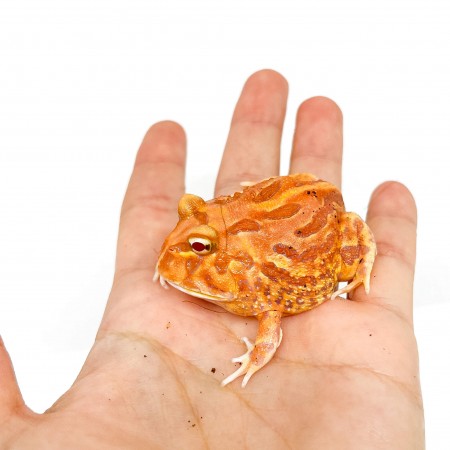 Ceratophrys cranwelli "Apricot" - Grenouille Pacman