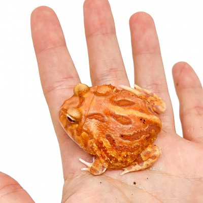 Ceratophrys cranwelli "Apricot" - Grenouille Pacman