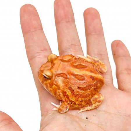 Ceratophrys cranwelli "Apricot" - Grenouille Pacman