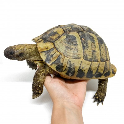 Testudo hermanni boettgeri - FEMELLE ADULTE - Tortue d'Hermann 85368