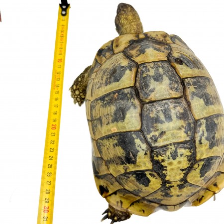 Testudo hermanni boettgeri - FEMELLE ADULTE - Tortue d'Hermann 85368
