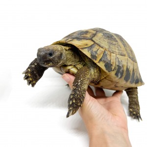 Testudo hermanni boettgeri...