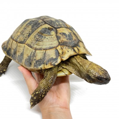 Testudo hermanni boettgeri - FEMELLE ADULTE - Tortue d'Hermann 85368