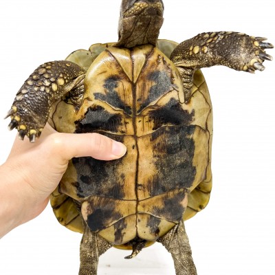 Testudo hermanni boettgeri - FEMELLE ADULTE - Tortue d'Hermann 85368
