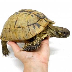 Testudo hermanni boettgeri...