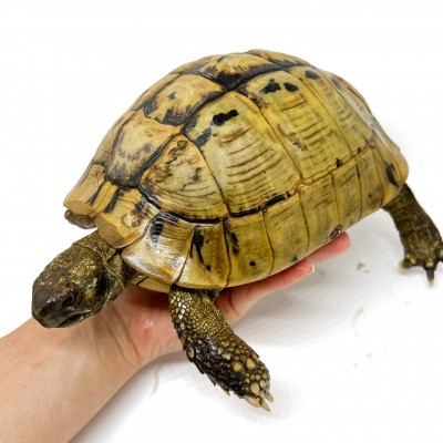 Testudo hermanni boettgeri - FEMELLE ADULTE - Tortue d'Hermann 58535