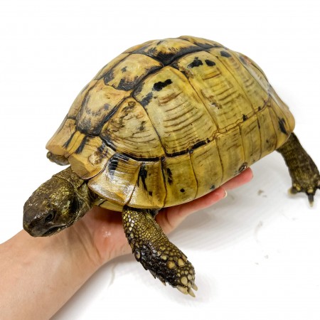 Testudo hermanni boettgeri - FEMELLE ADULTE - Tortue d'Hermann 58535