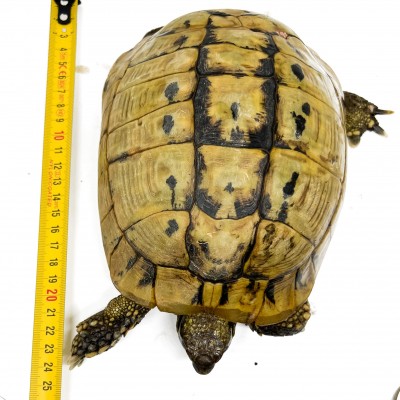 Testudo hermanni boettgeri - FEMELLE ADULTE - Tortue d'Hermann 58535
