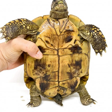 Testudo hermanni boettgeri - FEMELLE ADULTE - Tortue d'Hermann 58535