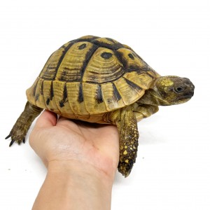 Testudo hermanni boettgeri...