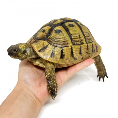 Testudo hermanni boettgeri (hercegovinensis) (Née en 2002) - Tortue d'Hermann 29989