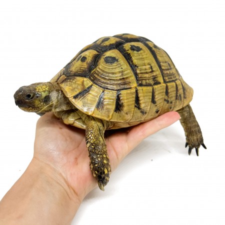 Testudo hermanni boettgeri (hercegovinensis) (Née en 2002) - Tortue d'Hermann 29989