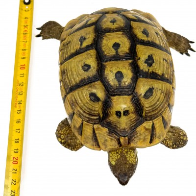 Testudo hermanni boettgeri (hercegovinensis) (Née en 2002) - Tortue d'Hermann 29989