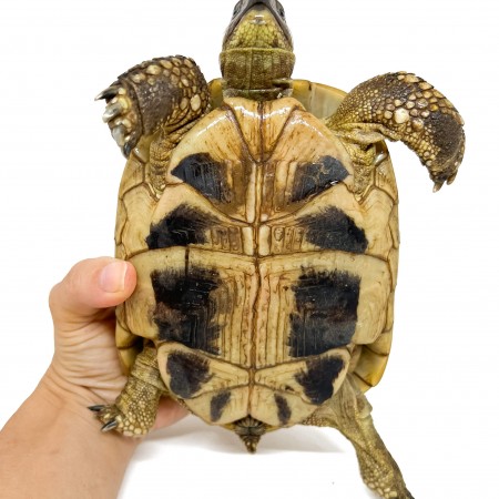 Testudo hermanni boettgeri (hercegovinensis) (Née en 2002) - Tortue d'Hermann 29989