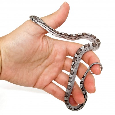 Pantherophis guttatus "Kastanie Motley" - Serpent des blés