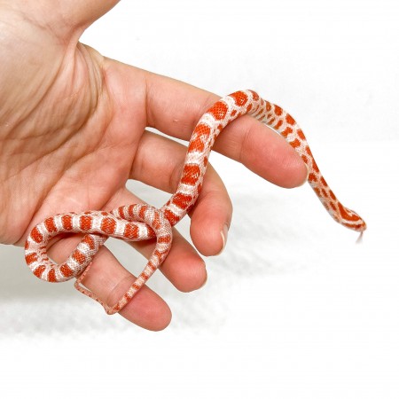 Pantherophis guttatus "Amelanistic" - Serpent des blés