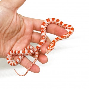 Pantherophis guttatus...