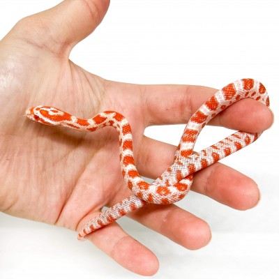 Pantherophis guttatus "Amelanistic" - Serpent des blés