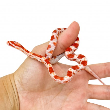 Pantherophis guttatus "Okeetee Reverse" - Serpent des blés