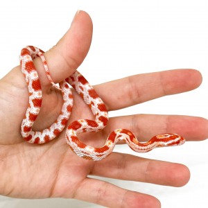 Pantherophis guttatus...