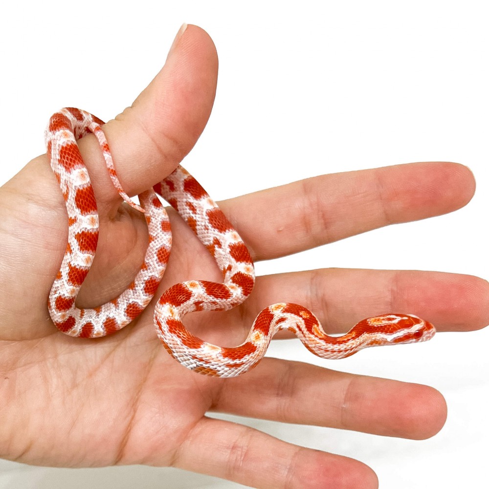 Pantherophis guttatus "Okeetee Reverse" - Serpent des blés