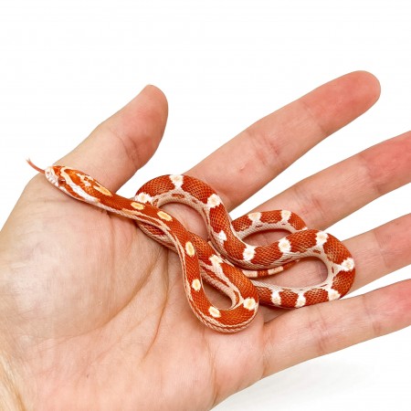 Pantherophis guttatus "Amelanistic Motley" - Serpent des blés