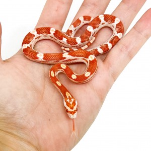 Pantherophis guttatus...