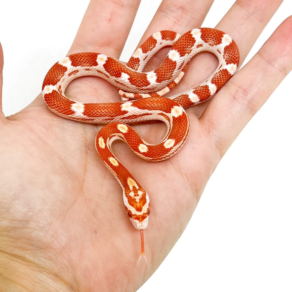 Pantherophis guttatus "Amelanistic Motley" - Serpent des blés