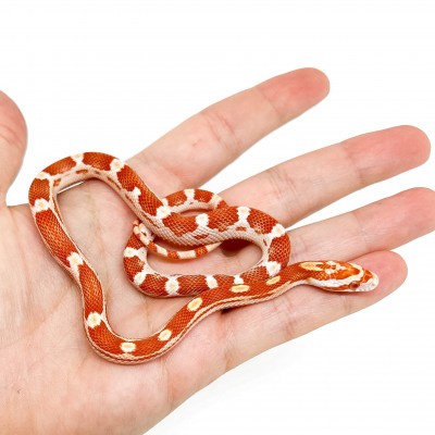 Pantherophis guttatus "Amelanistic Motley" - Serpent des blés