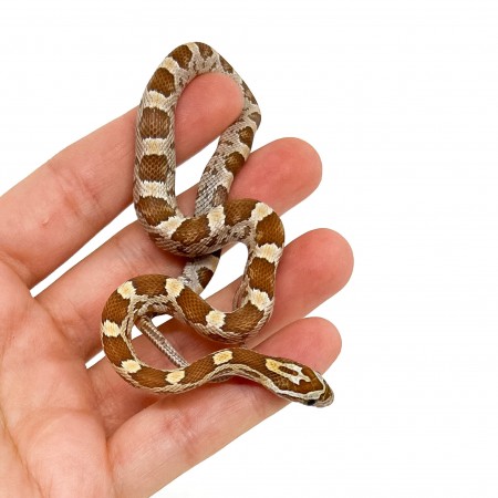 Pantherophis guttatus "Amber" - Serpent des blés