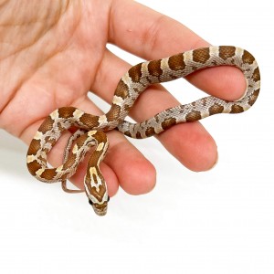Pantherophis guttatus...